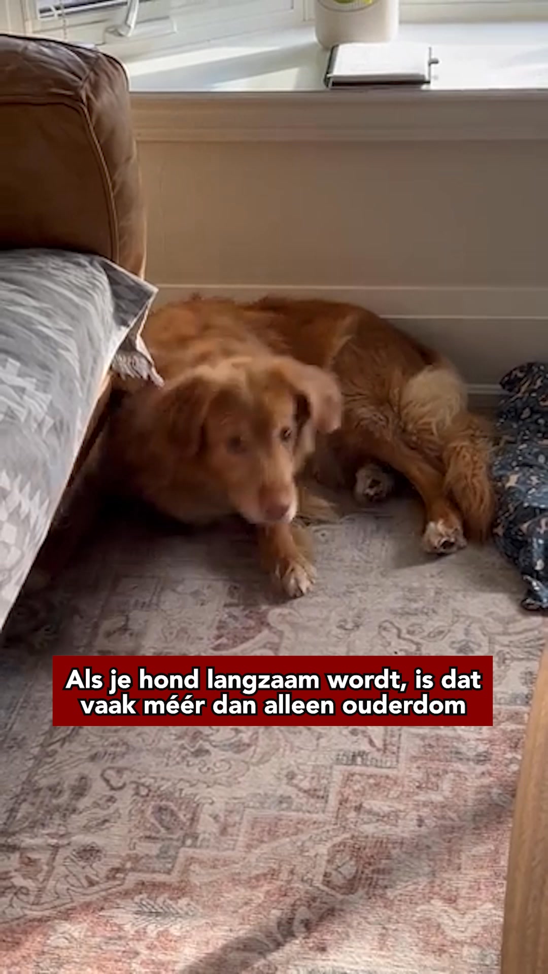 Ontwikkeld samen met dierenartsen
