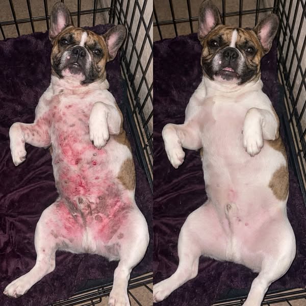 If your dog won't stop itching, read this