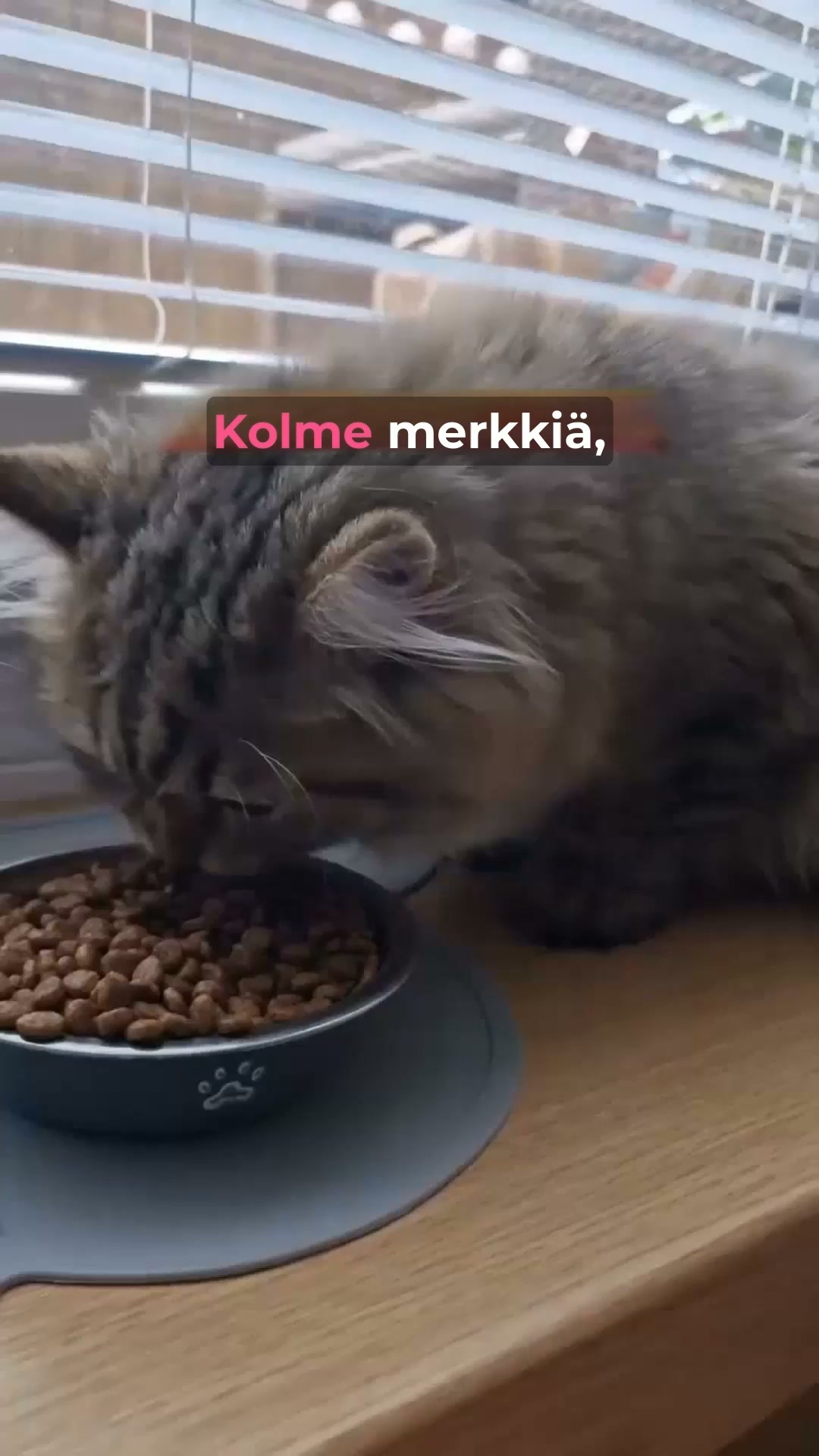 Onnellisempi kissa odottaa