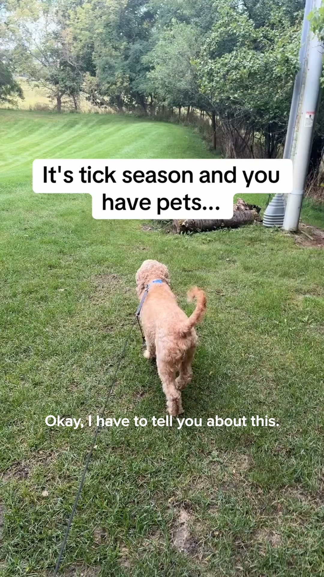 Provide a tick-free life for your pet