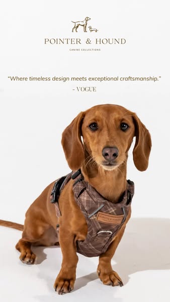 Premium Dog Gear