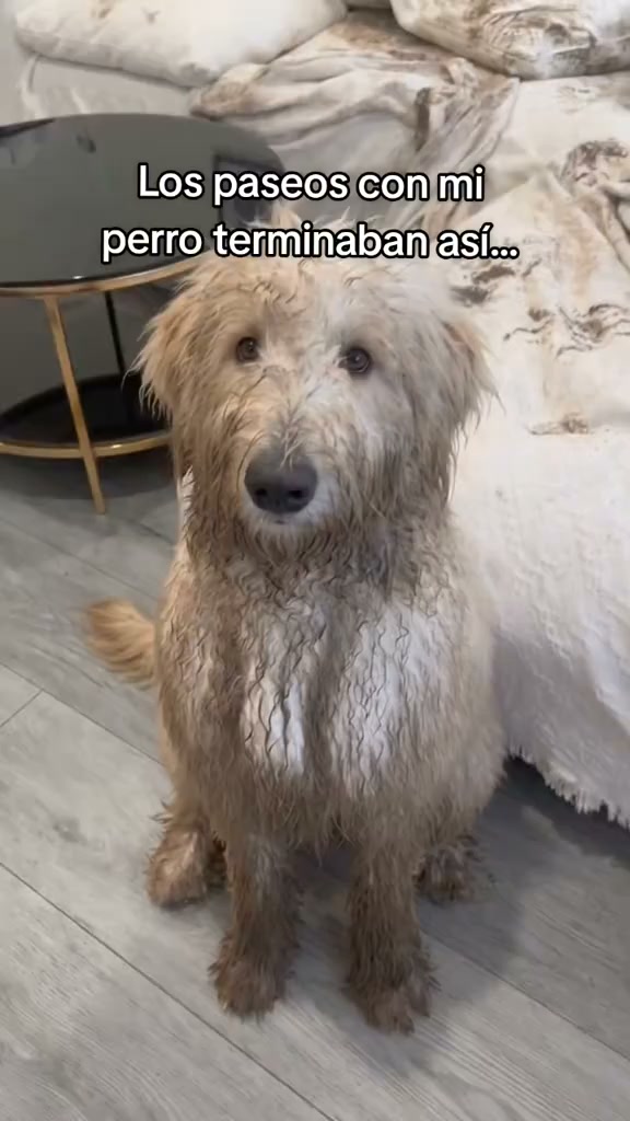 Vuelve del barro con las patas secas