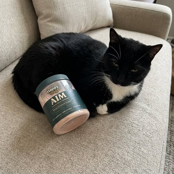 A 20-year study just changed everything for cats