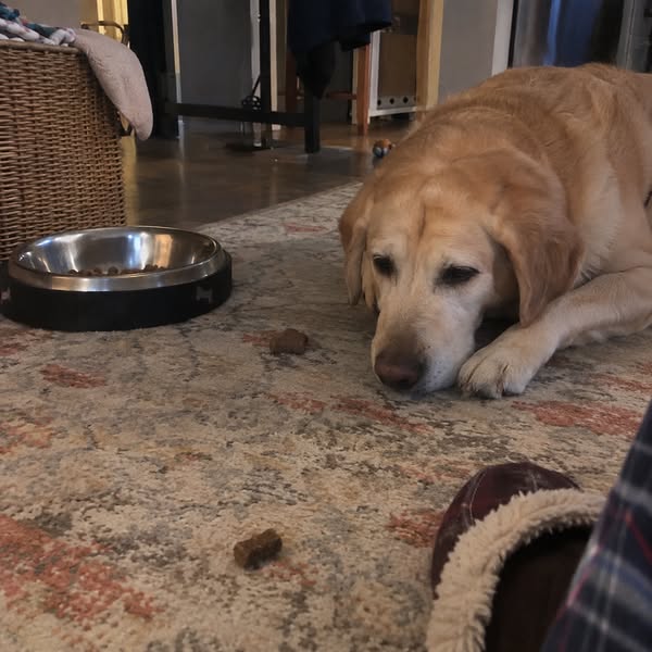 Why I Didn't Do TPLO On My Own Dog