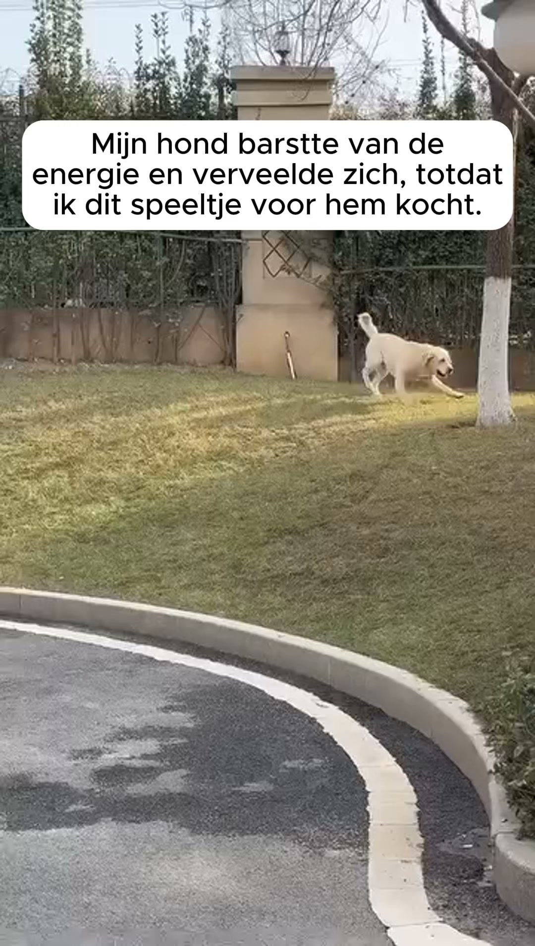 De nummer 1 duurzame speelbal voor honden