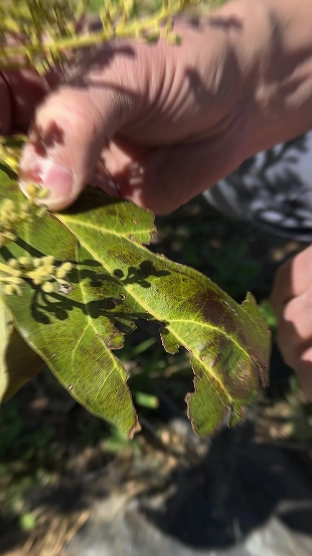 Fertilizante Doméstico