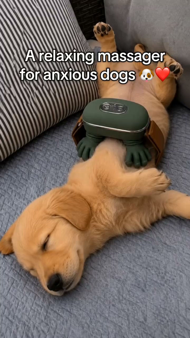 A Warm, Calming Massage for Your Pet