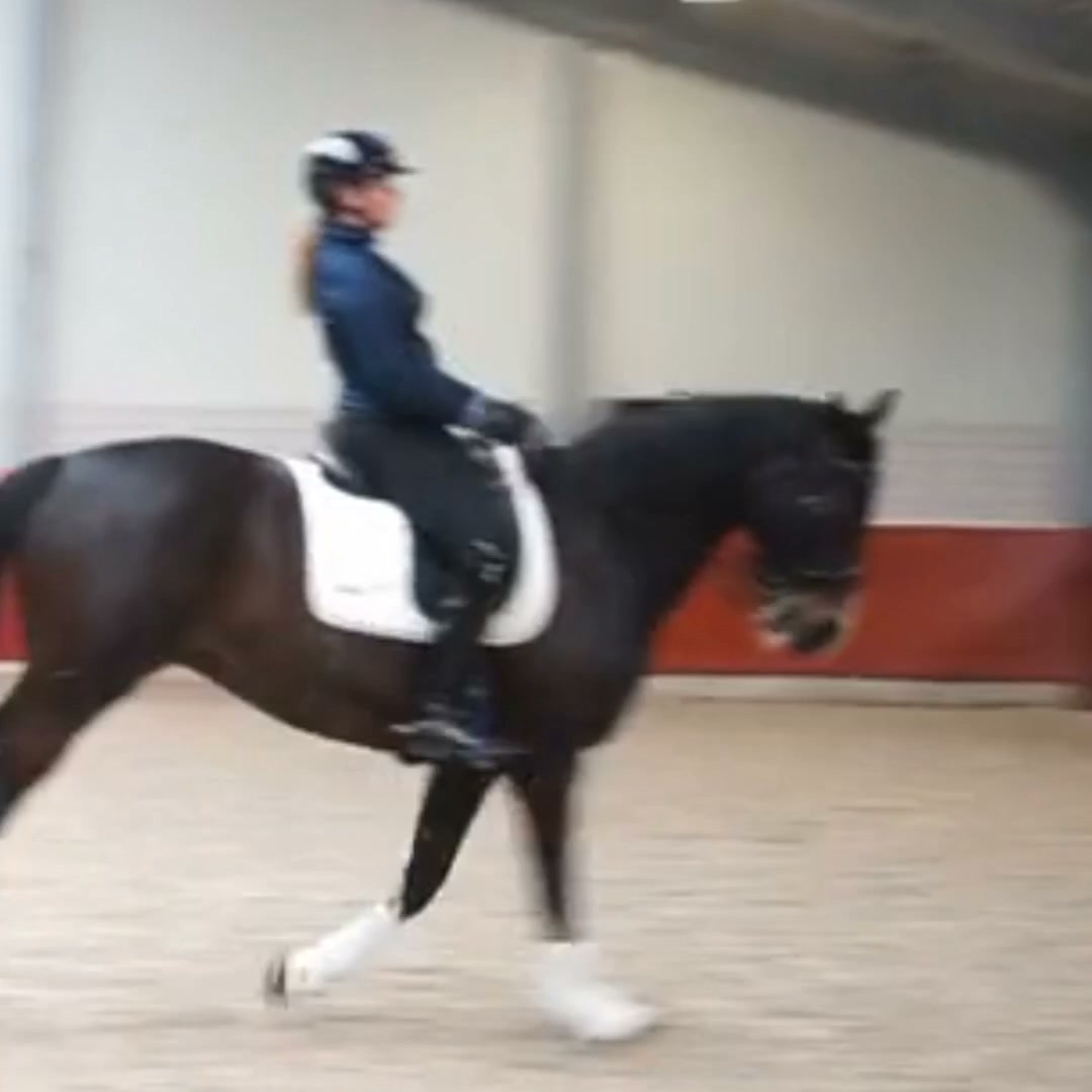Fix Your Horse's Balance Issues Forever