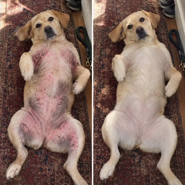 This is what stopped my dogs allergies