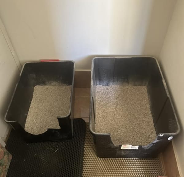 She has 11 cats and only 3 litter boxes. Here's her secret…