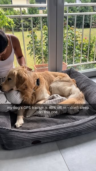 Top summer deal: 40% off dog trackers