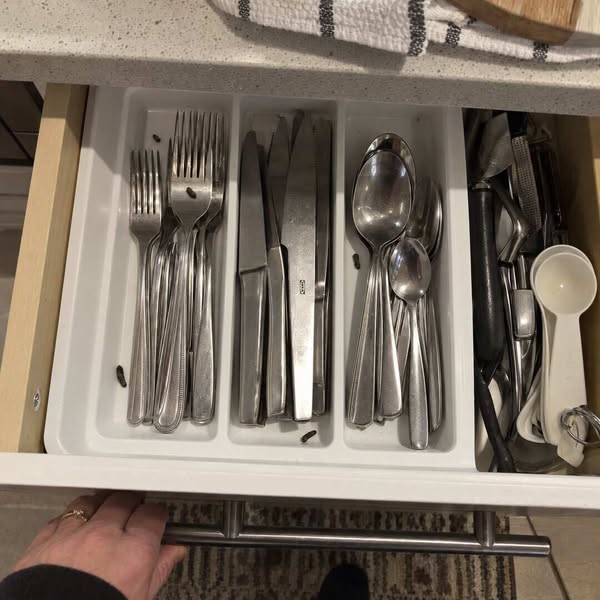 47 Droppings in My Children's Cutlery Drawer. I Served Dinner With Those Forks Last Night.