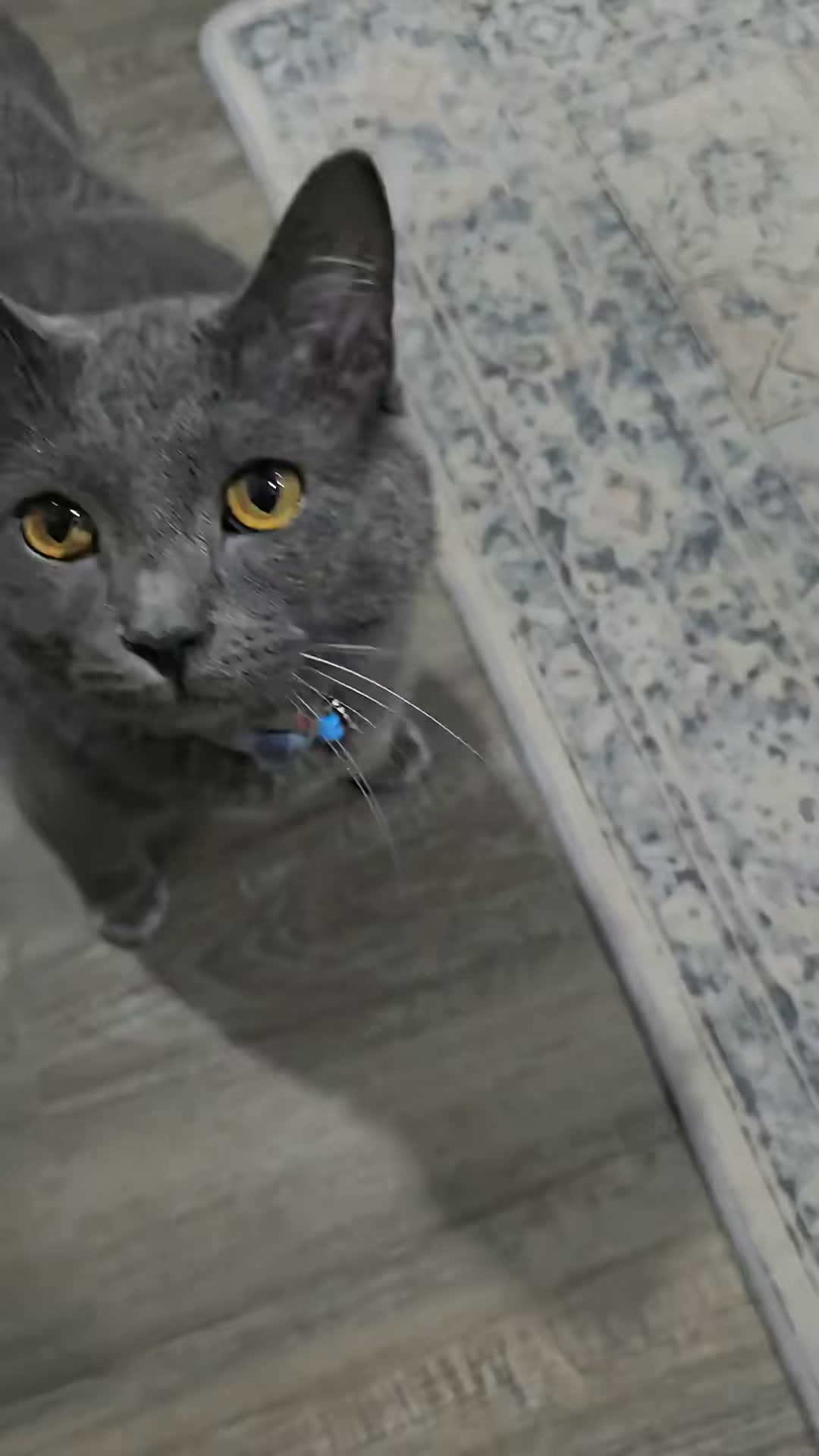 Anúncio de Feccahs Pet Store