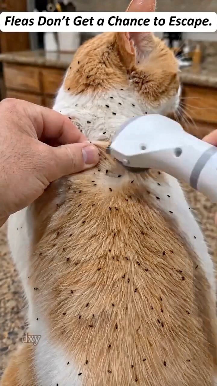 LIMITED TIME PRICEElectric Pet Grooming CombKeep your furry friends away from mites, fleas and tangled fur！