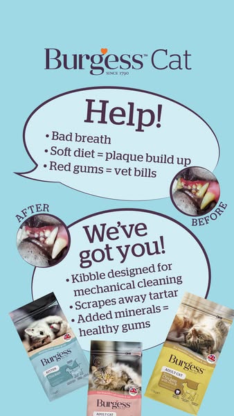 High-Protein Kibble for Kittens to Adults
