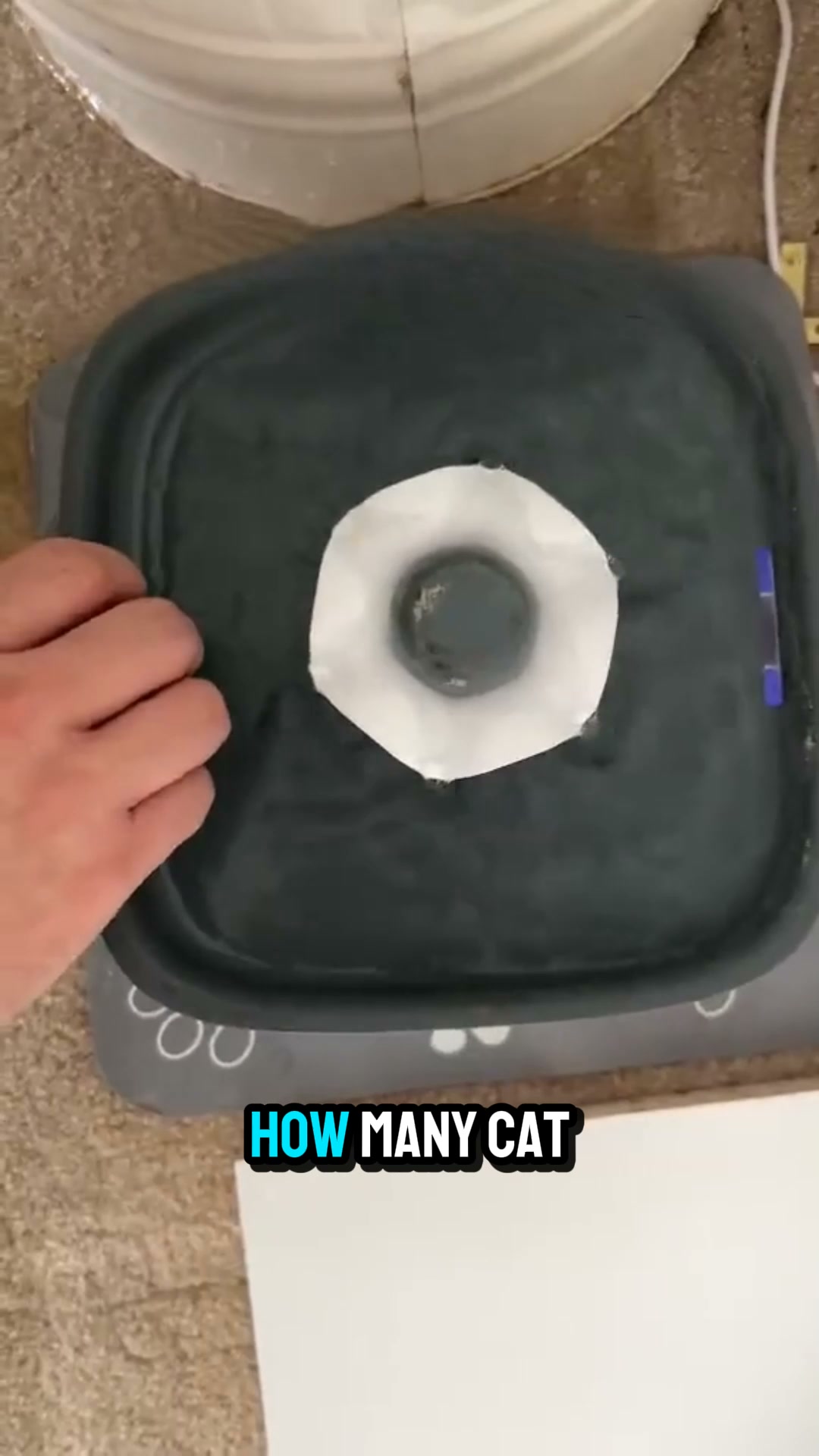 Help Your Cat Drink More