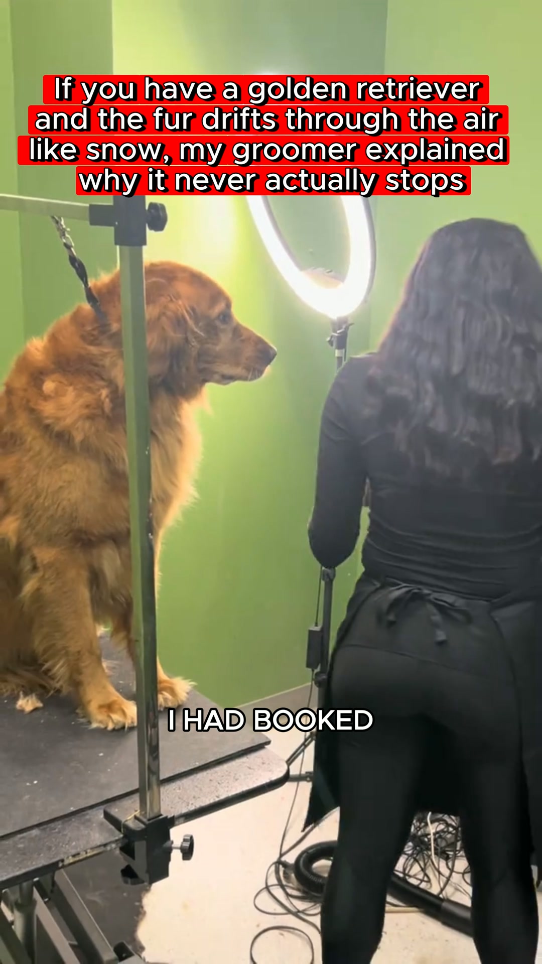Your Golden Shouldn't Shed Between Coat Blows