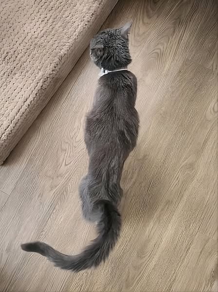 J'ai Refusé de Faire Endormir Ma Chatte. Voici Ce Qui S'est Passé Six Mois Plus Tard.