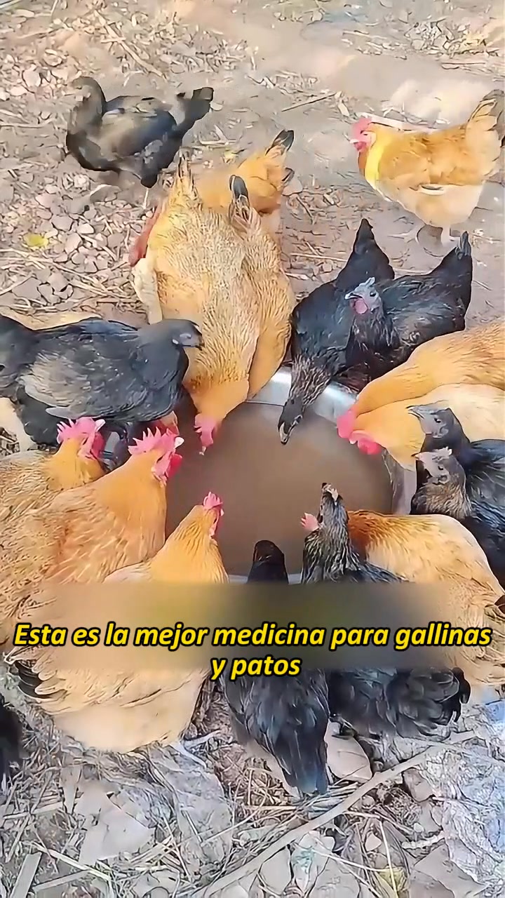 Portes grátisPagamento na entrega