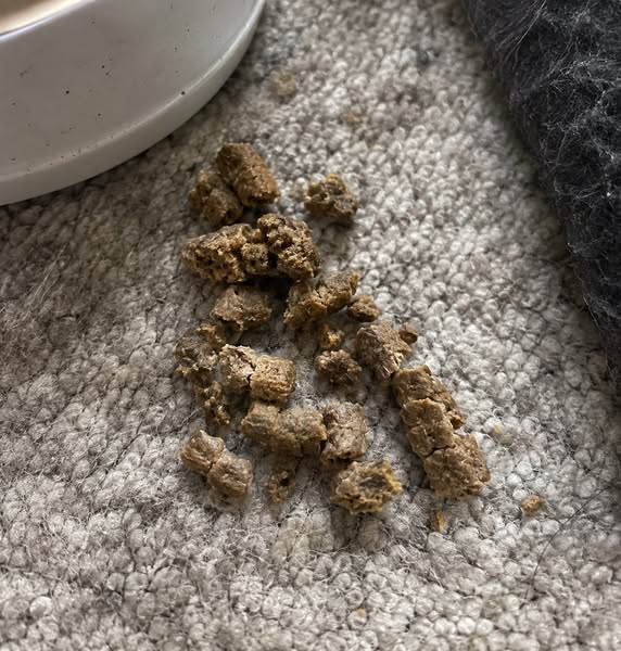 My Cat Nearly Died Because he Refused to Take his Medicine .