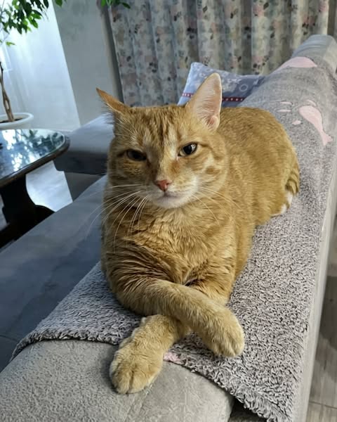 Wat Mijn Buurvrouw Mijn Kat Gaf Veranderde Alles