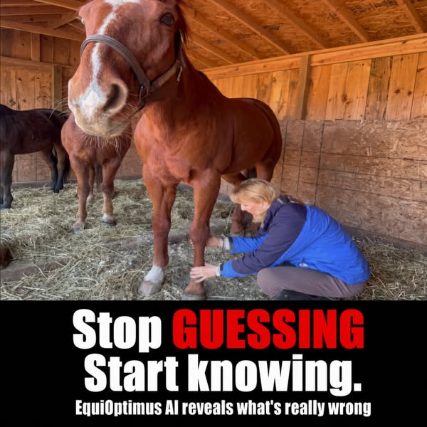 EquiOptimus Horse Inflammation Detector (Upgraded System)