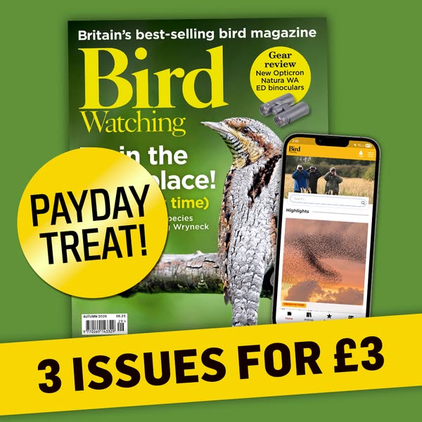 Payday Special: Print + Digital