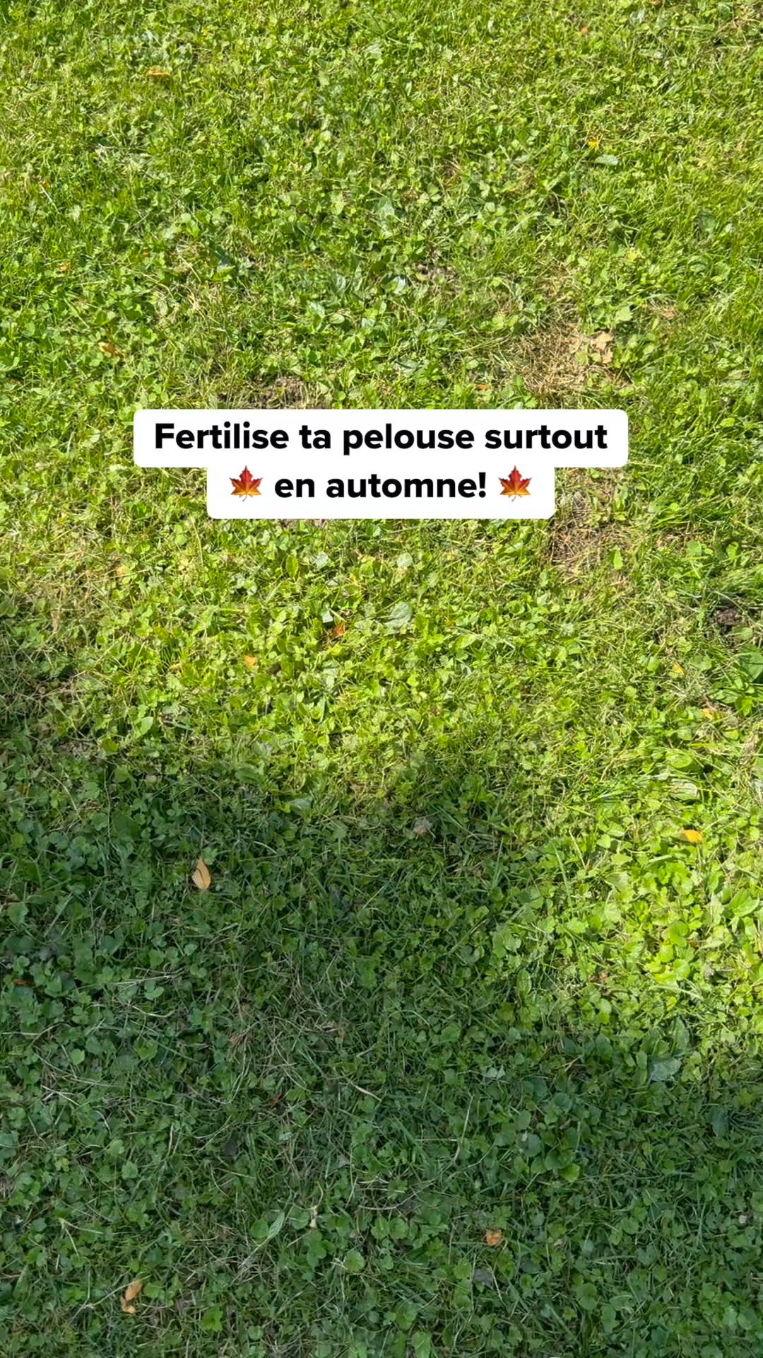 Sauver son gazon après l'été