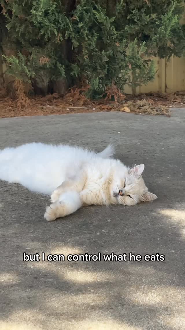 Anúncio de Cat Tigrous
