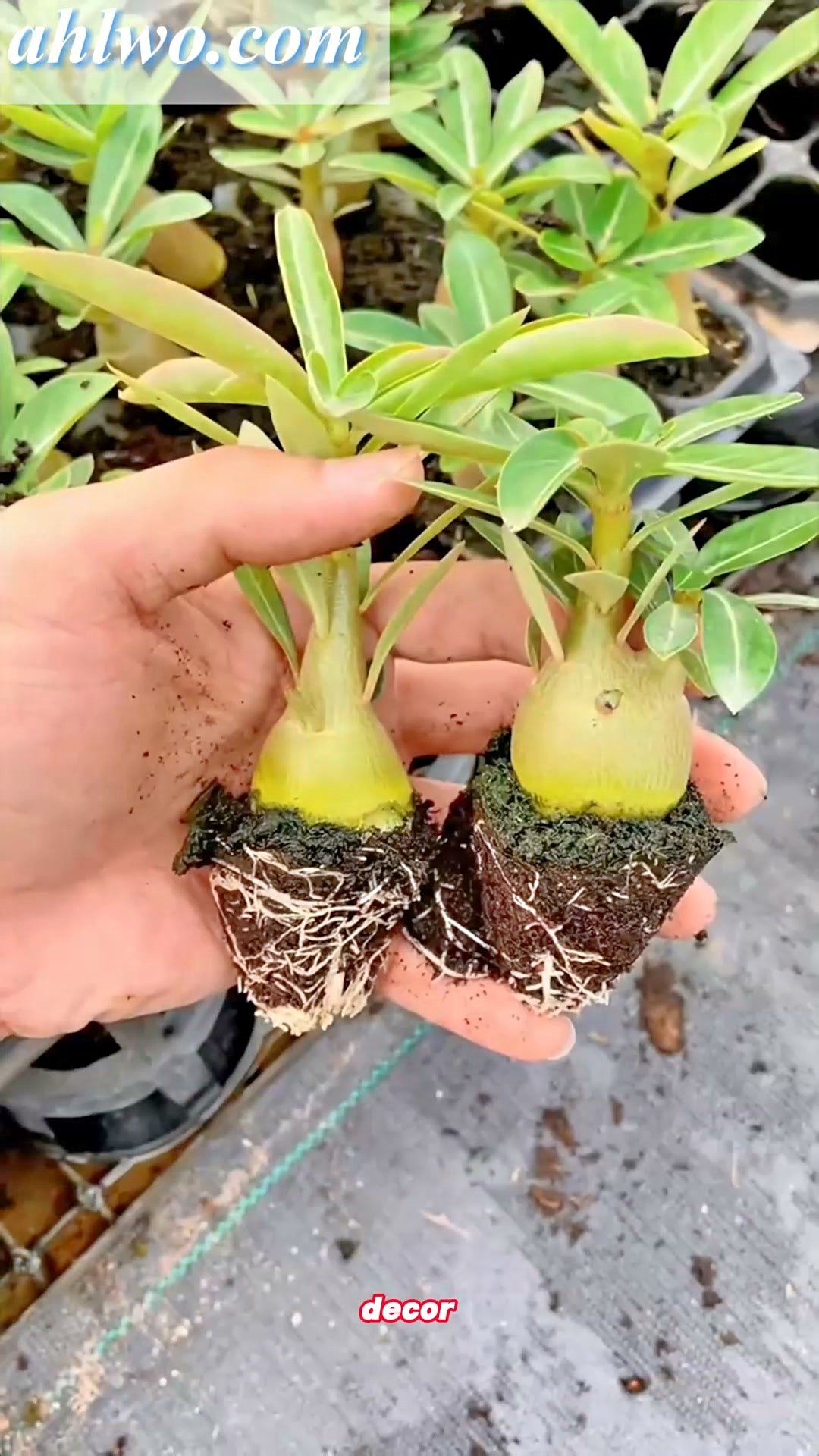 Desert Rose BulbsHeat Resistant & Super Easy Care