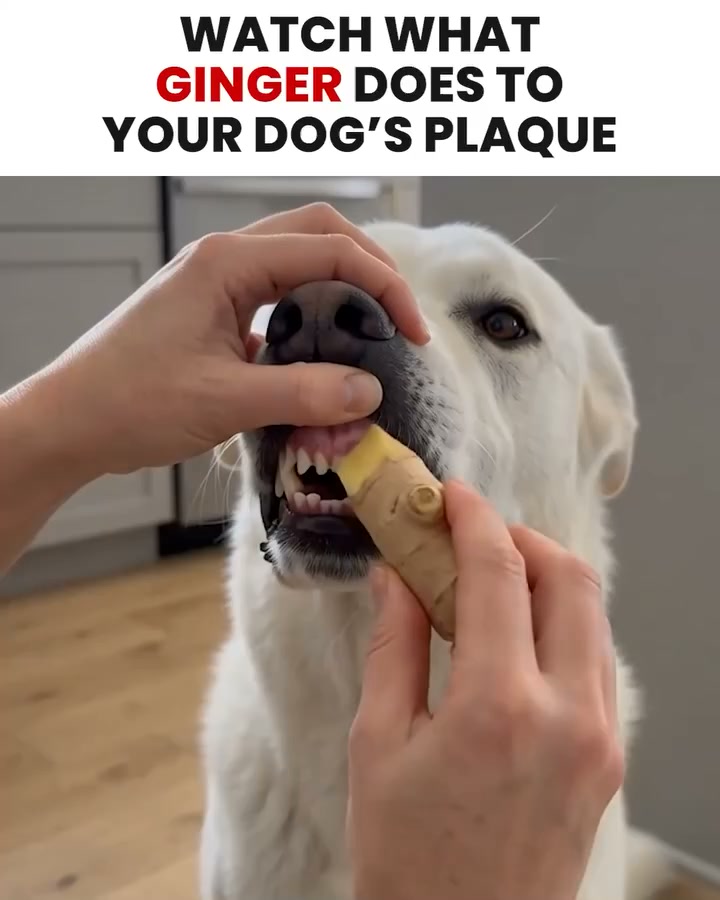 Do This to Eliminate Doggie Breath (Genius)