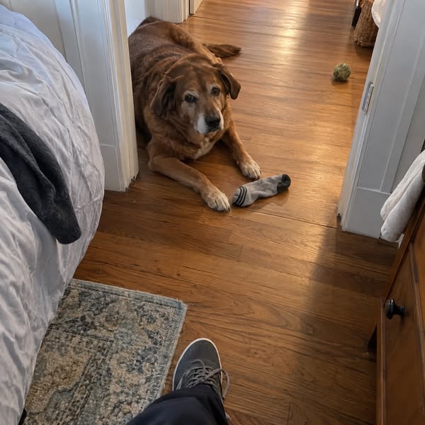 For anyone with an older dog