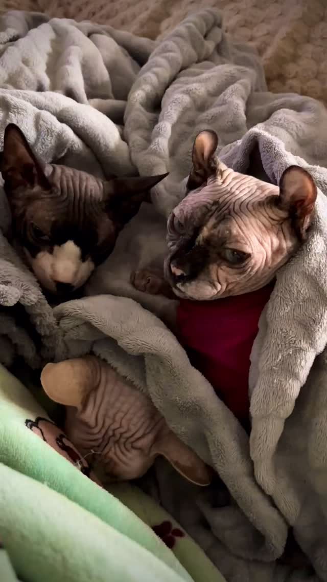 Sphynx Rituals