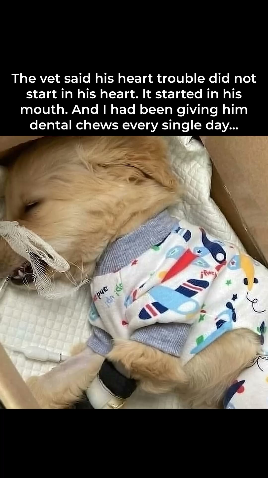 Three Months. Same Dog. Different Mouth.