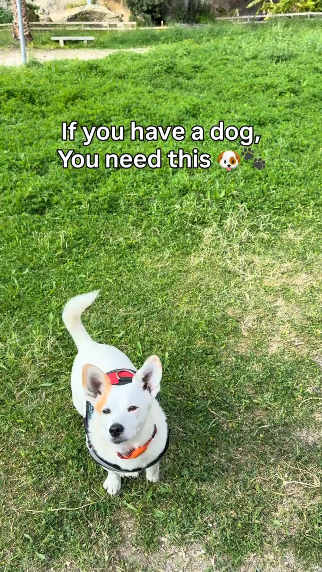 Water for your dog — clipped to your wrist, ready in 3 seconds.
