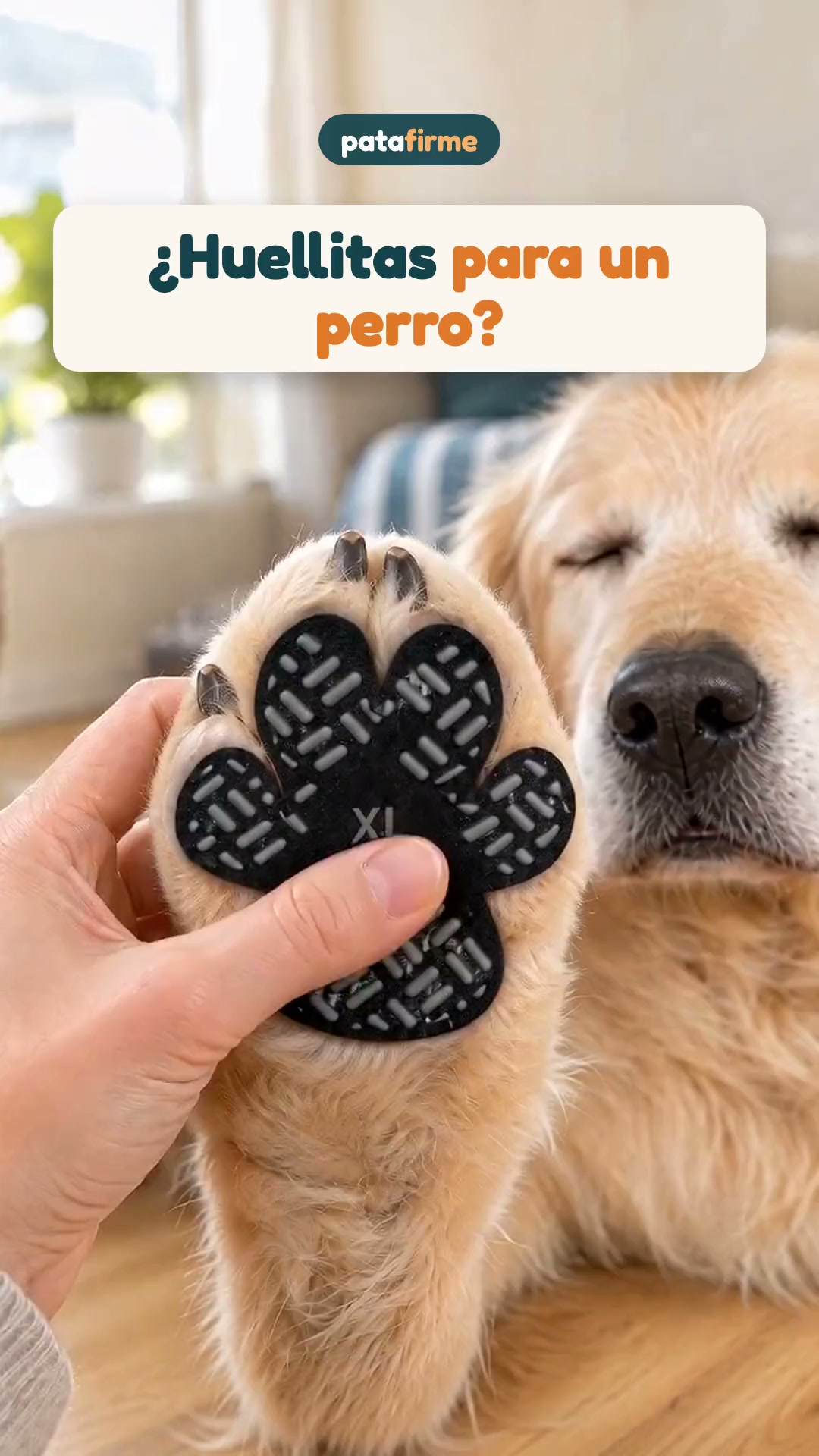 Agarre para tu perro en parquet y baldosa