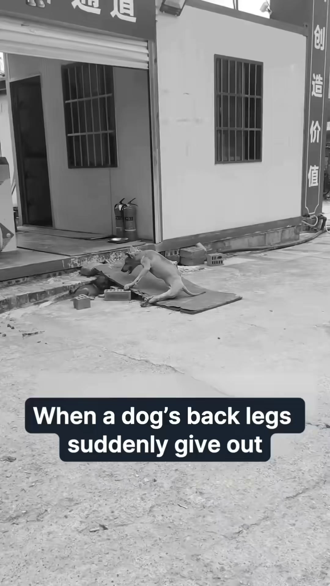 Back Legs Giving Out? Support Healthy Aging at the Cellular Level