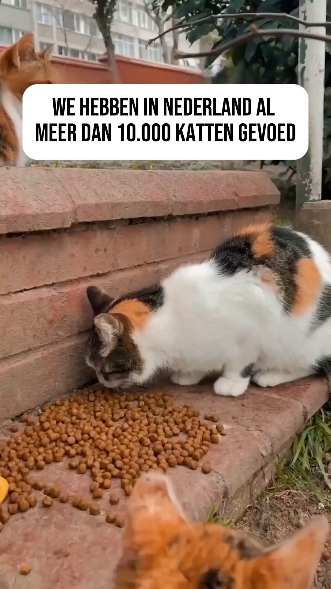 Draag hoop. Voed een kat.