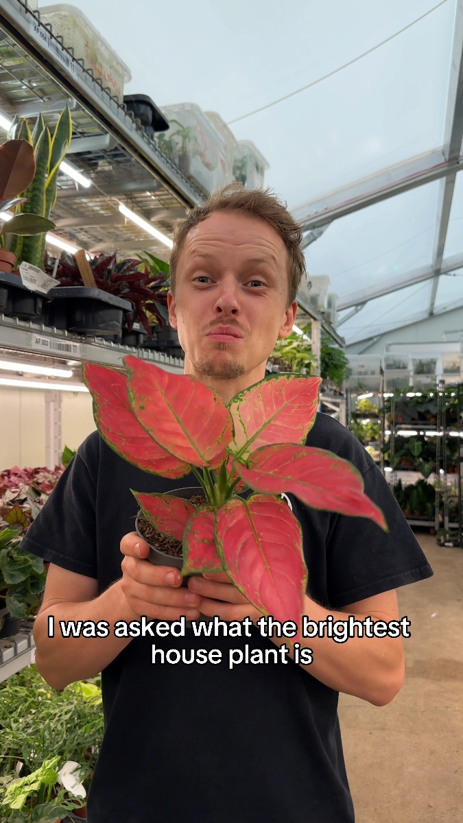 A plant that brings all the colour