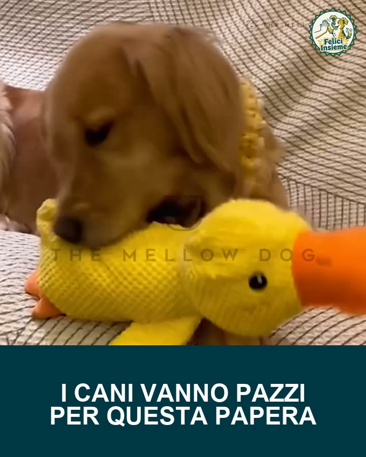 La papera che lo stanca da solo