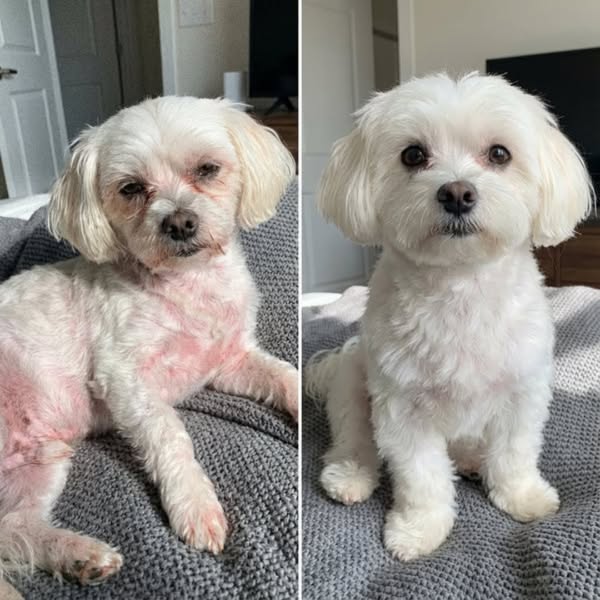 Read This If Your Dog's Allergies Won't Go Away