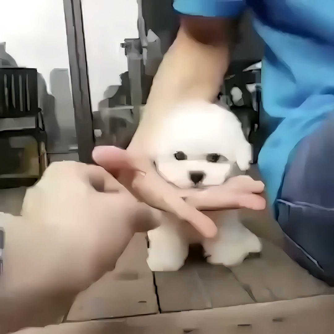 Le chiot, sans les contraintes
