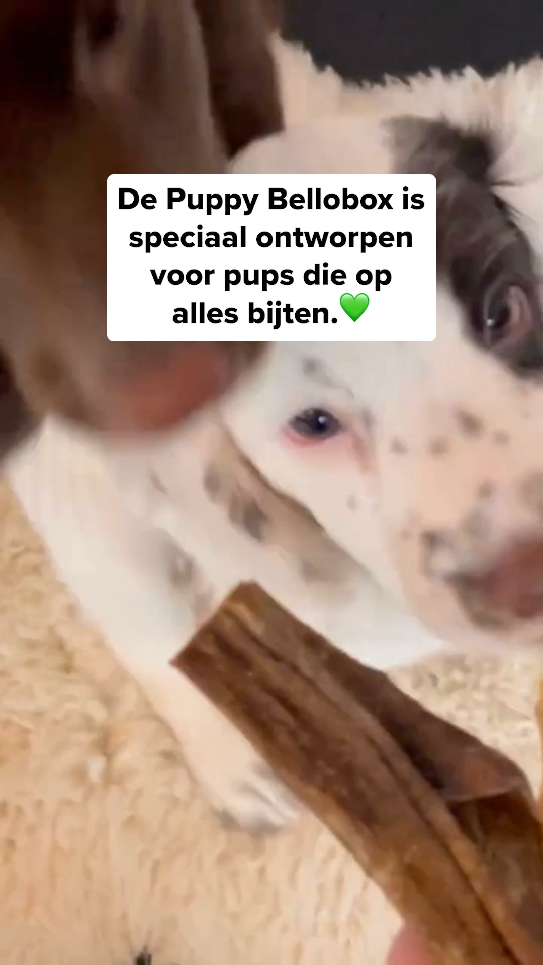 Ontdek de snackbox voor jouw puppy