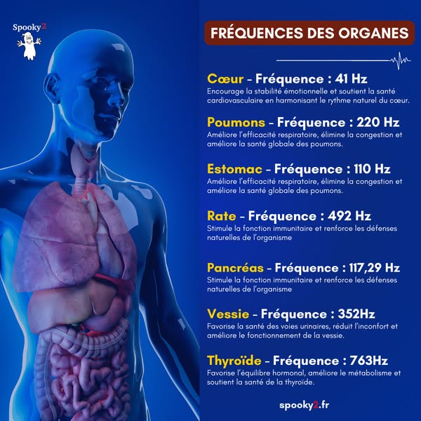Vos organes ont leur propre fréquence — découvrez-là !
