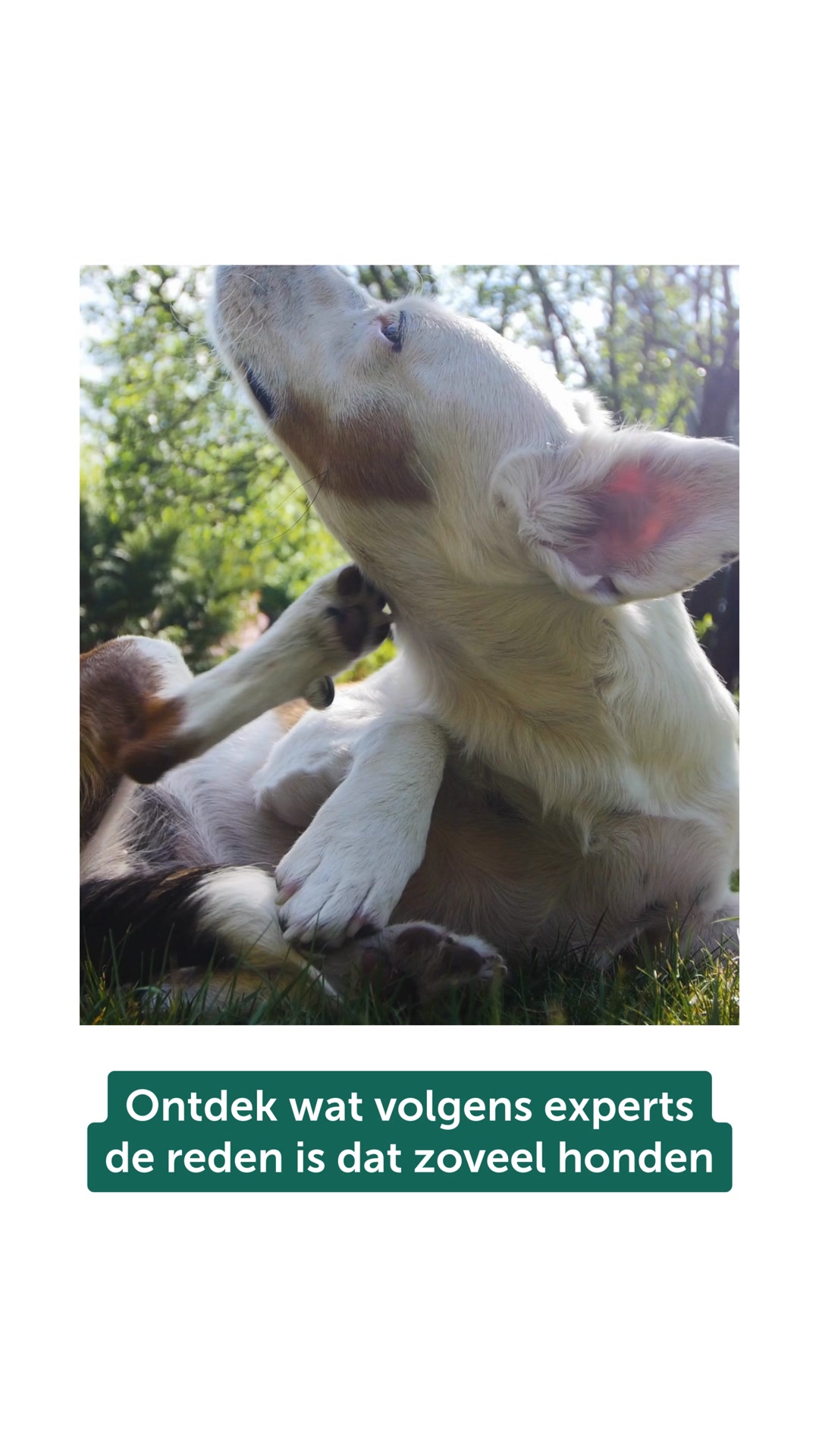 Lees dit verhaal als je hond vaak jeuk heeft