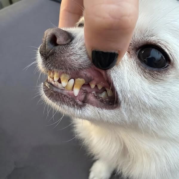 If You’re Staring at a Dental Estimate, Read This First