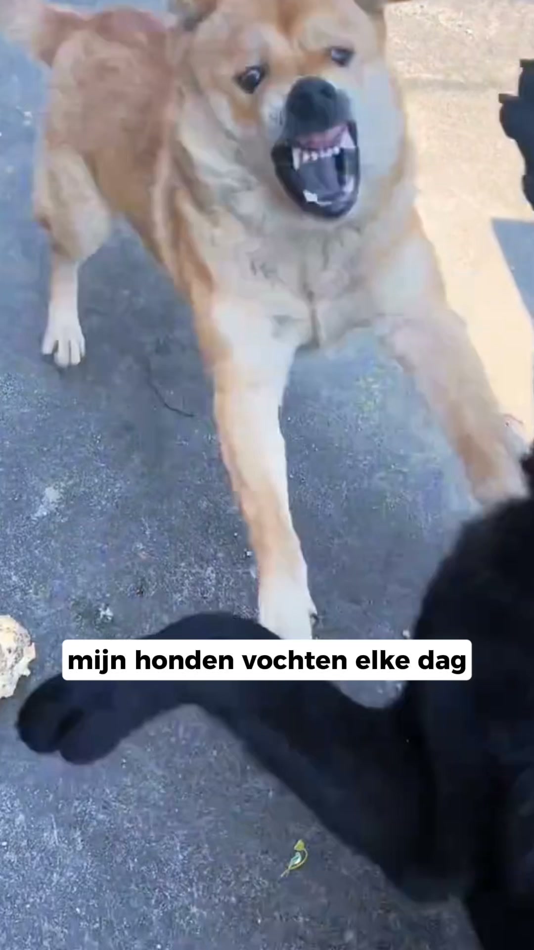 Bespaar nu 50% op Furrzie