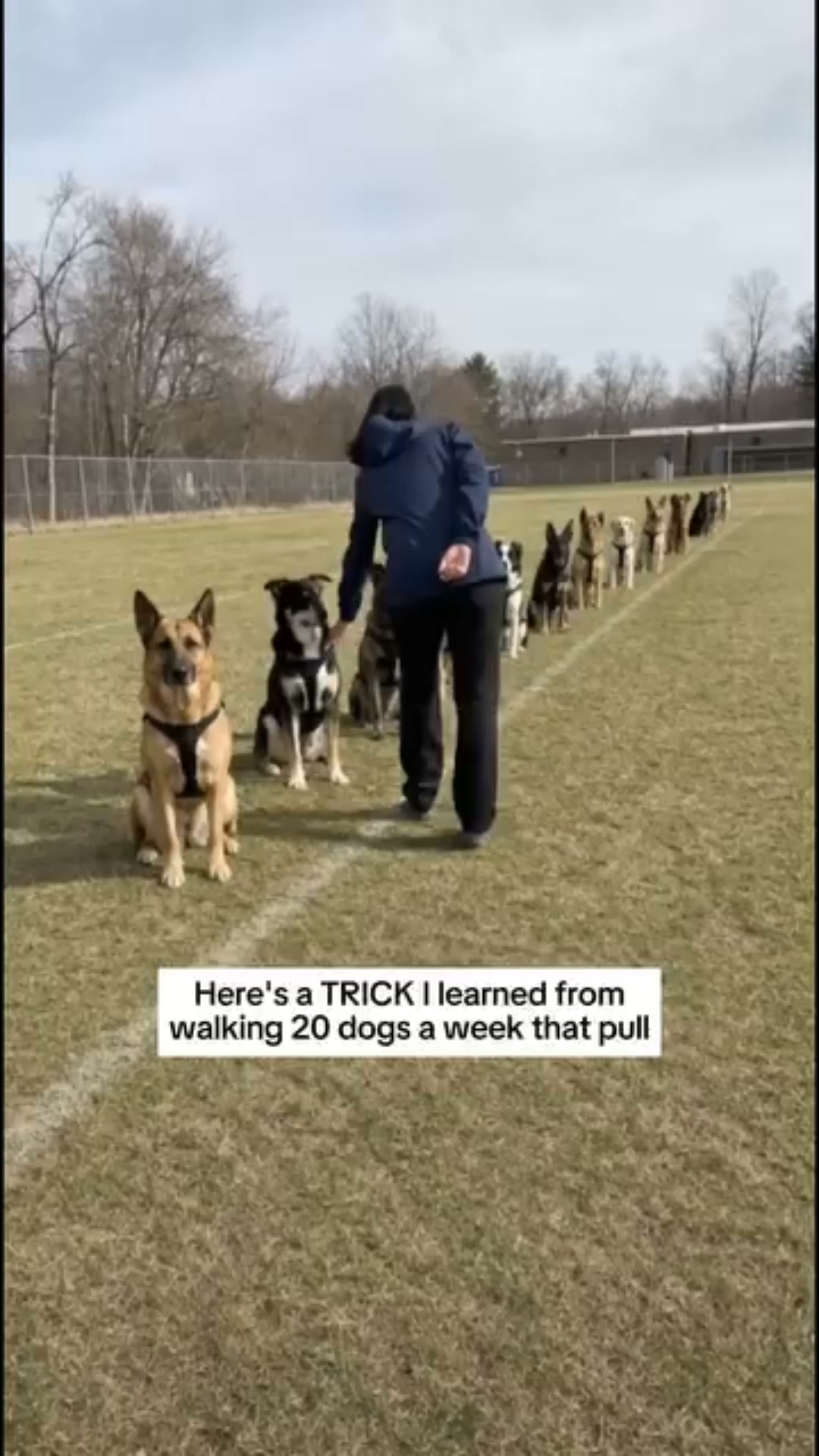 The No-Pull Harness That Turns Your Dog Around