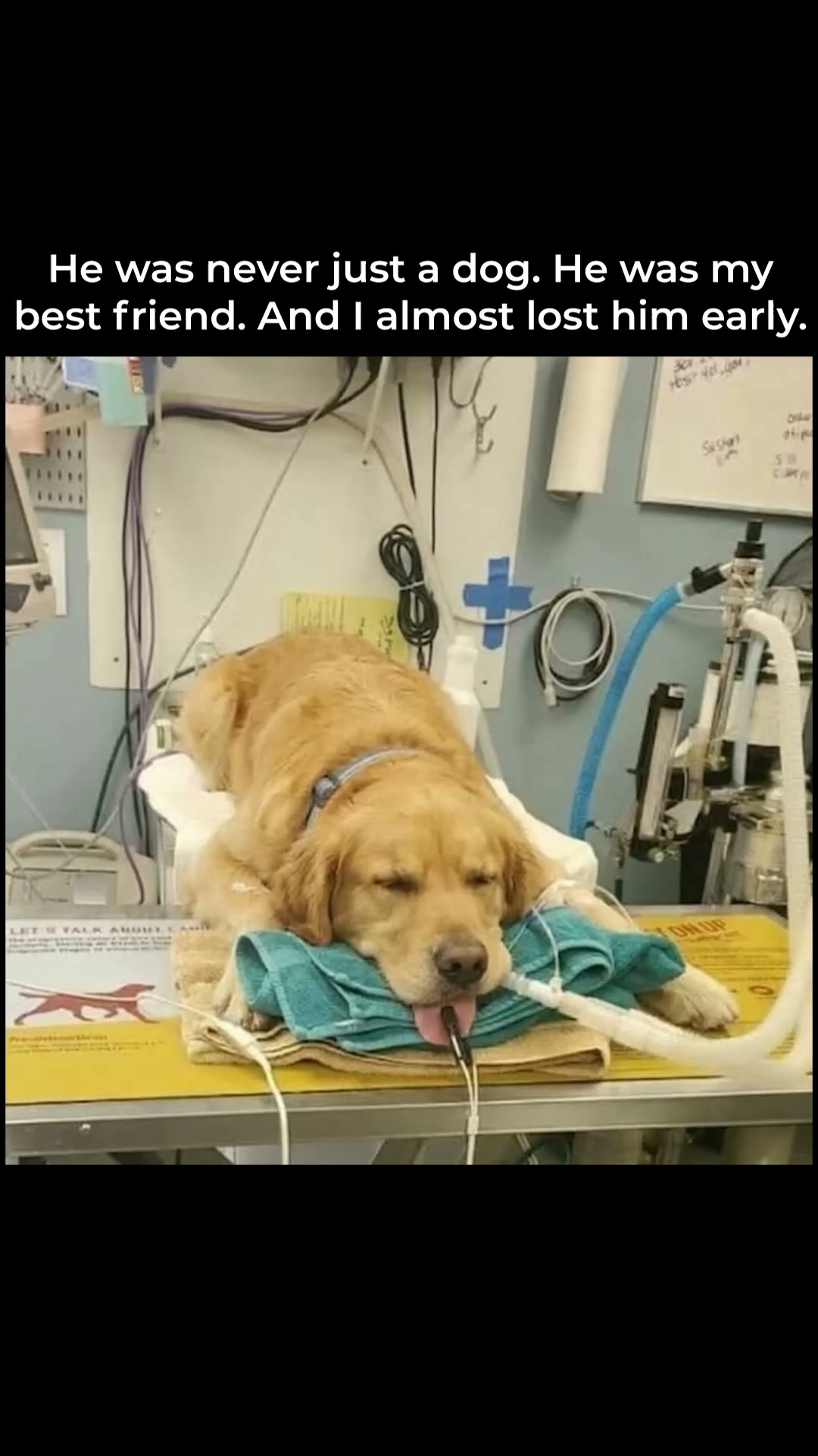 The Shocking Truth About Dog Breath