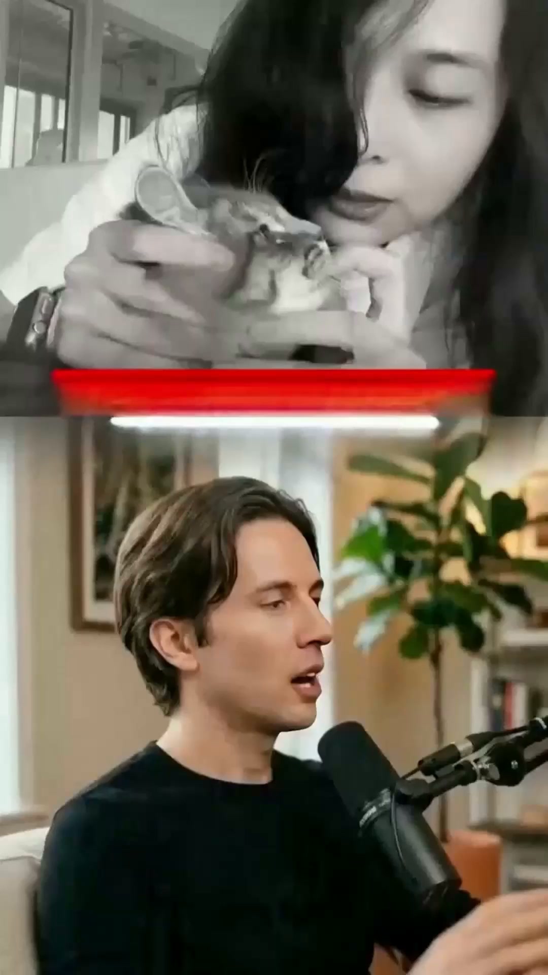 En gladare katt väntar